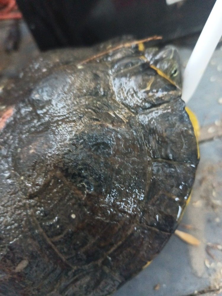 Snapping "Toy" Turtle for Sale in San Bernardino, CA OfferUp