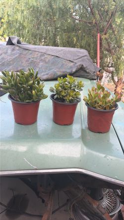 Jades