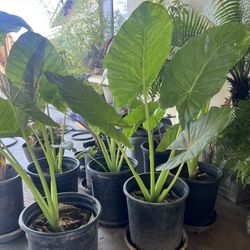 ELEPHANT EAR PLANTS $25/EACH!