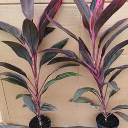 Ti Plant (Cordyline)