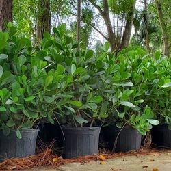 Clusia 7 gallons 3 feet tall installed