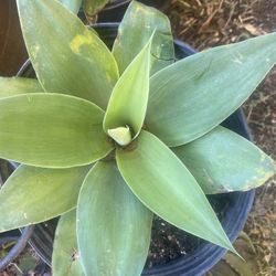 Plant One$30 For Garden