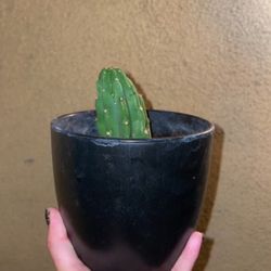 San Pedro Cactus 