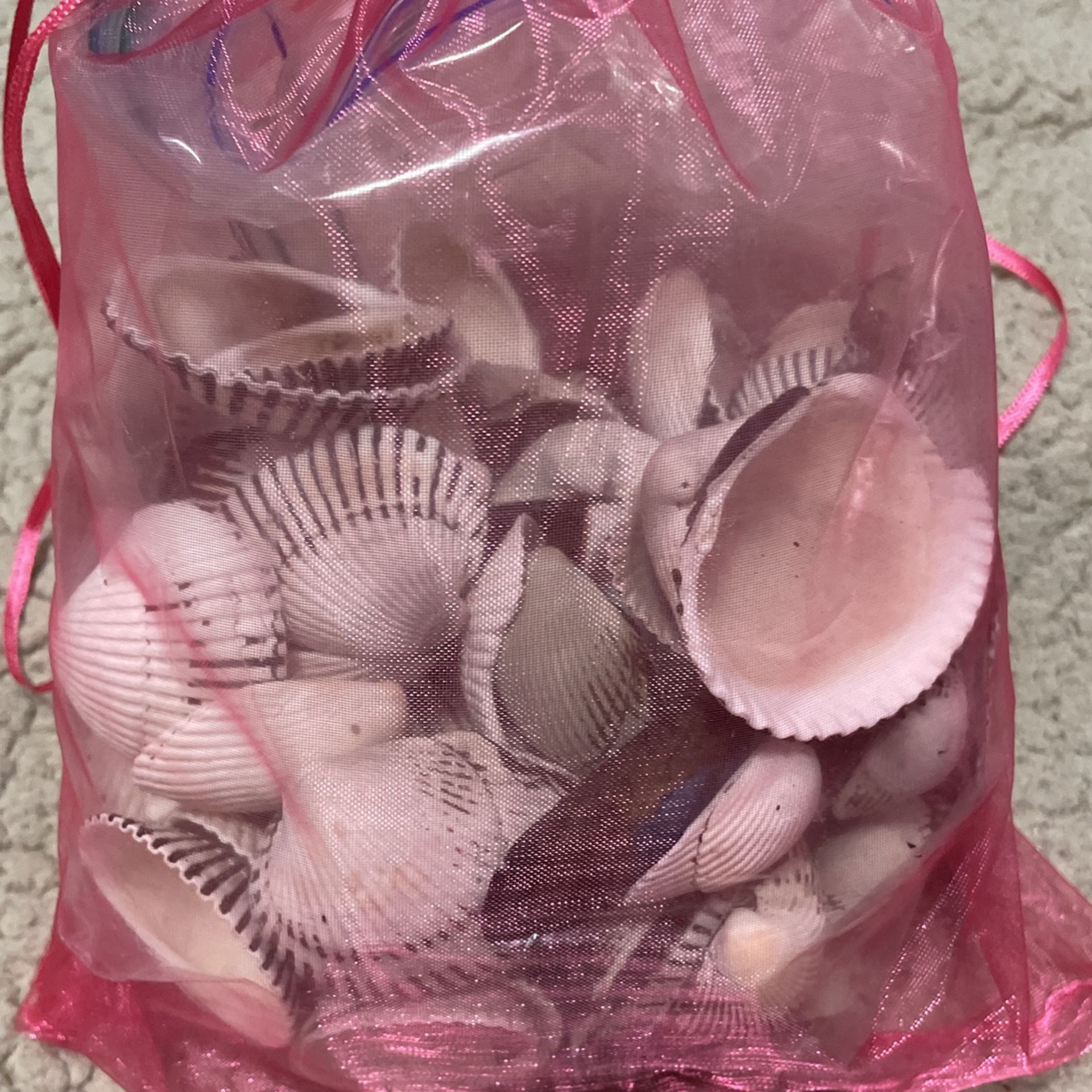 1.5 Pounds Of Cape Cod Sea Shells 