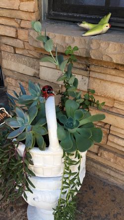 Plant