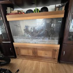 Large Fish/Plant Tank