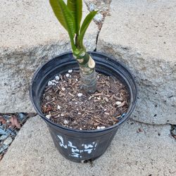 White And Yellow Plumeria Plant One Gallon Pot 