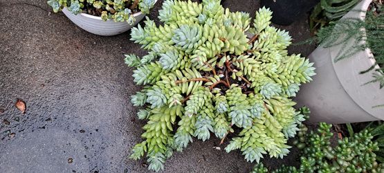succulent plants