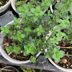 English Thyme Plant