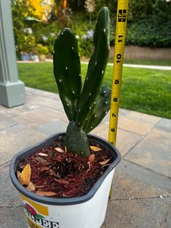 Small Prickly Pear Cactus