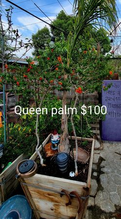 Queen Palm