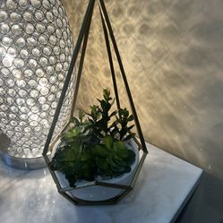 Decor Plant