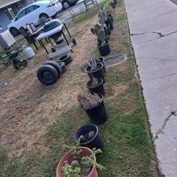 Piantas