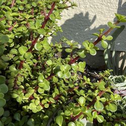 Elephant Food Plant Succulent