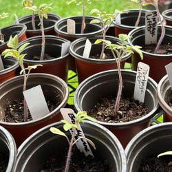 Tomato & Pepper Plants