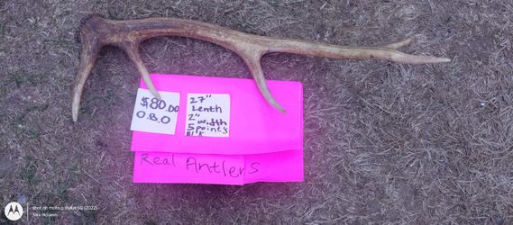 Elk Antler