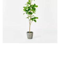 New Studio McGee Faux Tall Tree Plant Cement Pot Realistic Modern Boho Bohemian Home Decor ORG$180