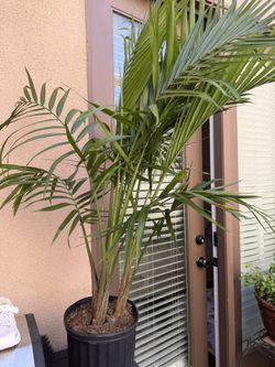 Palm plant