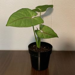 Arrowhead Syngonium, "Berry Allusion", Well Rooted Cutting, Live Houseplant