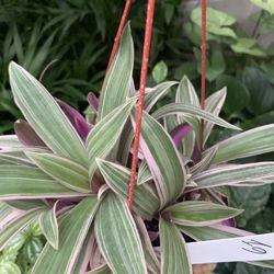 Reo Discolor Plant 
