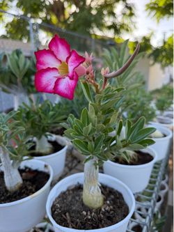 Desert Rose