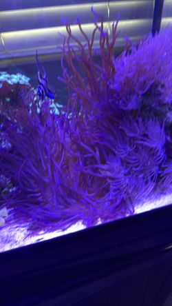Long tentacles anemone