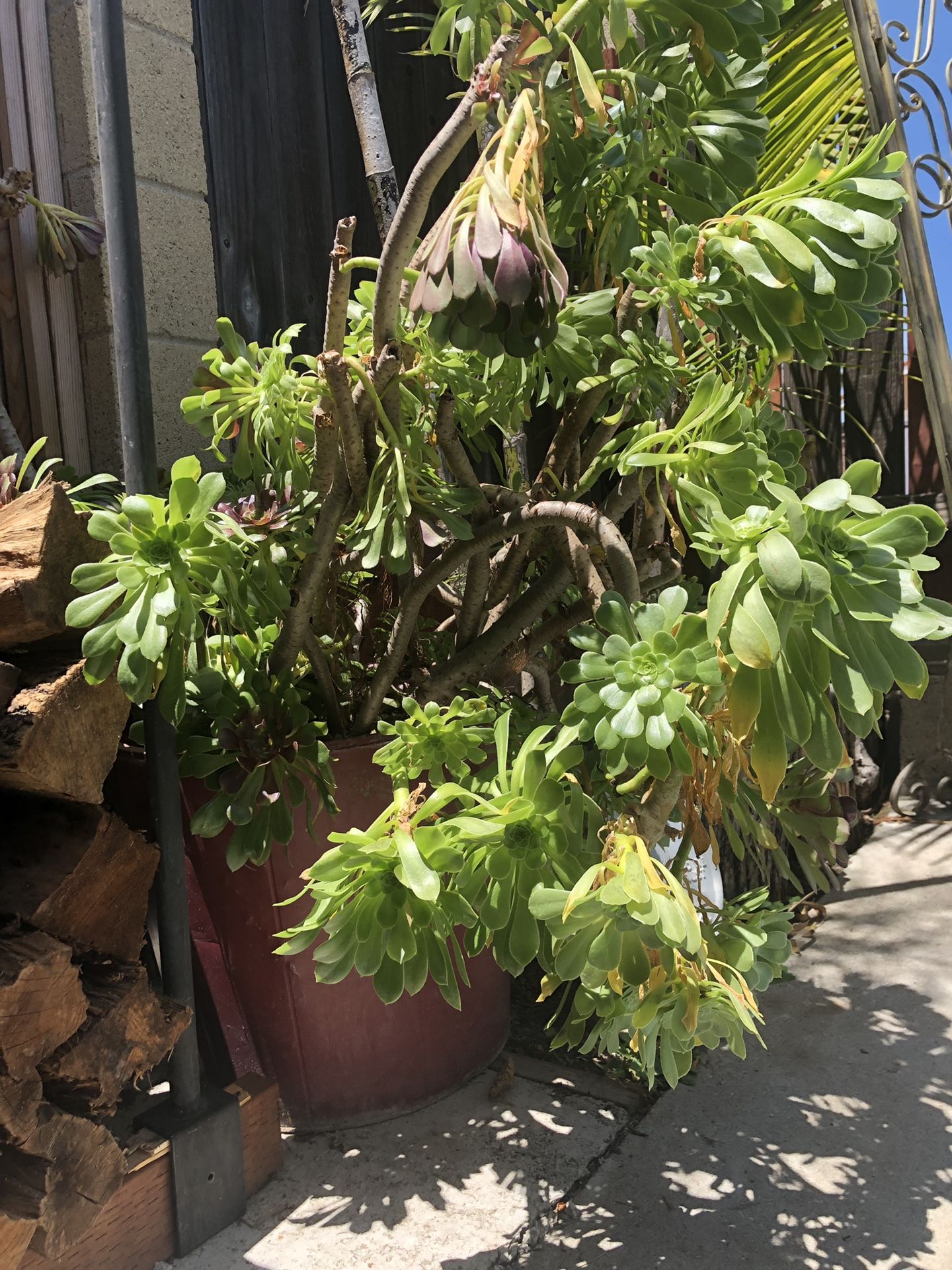 Huge pots with succulents