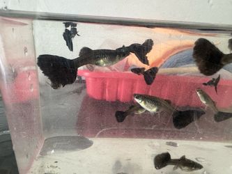Fish tank breeding box