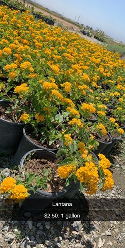 1 gallon Lantana