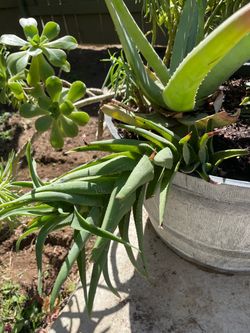 Succulent plants