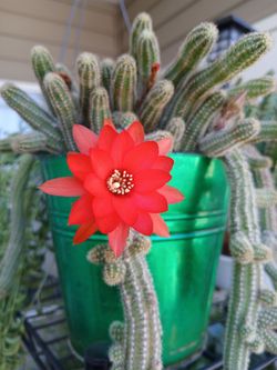 Cactus 🌵 🌵 color anaranjado