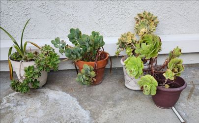 Succulent plants