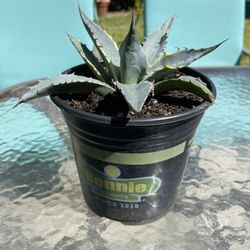 Agave Parrasana Sea Star - Rare