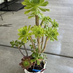 Tall Beautiful Succulent 