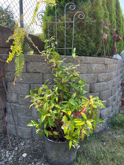 Star Jasmine plant