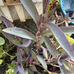 Planta