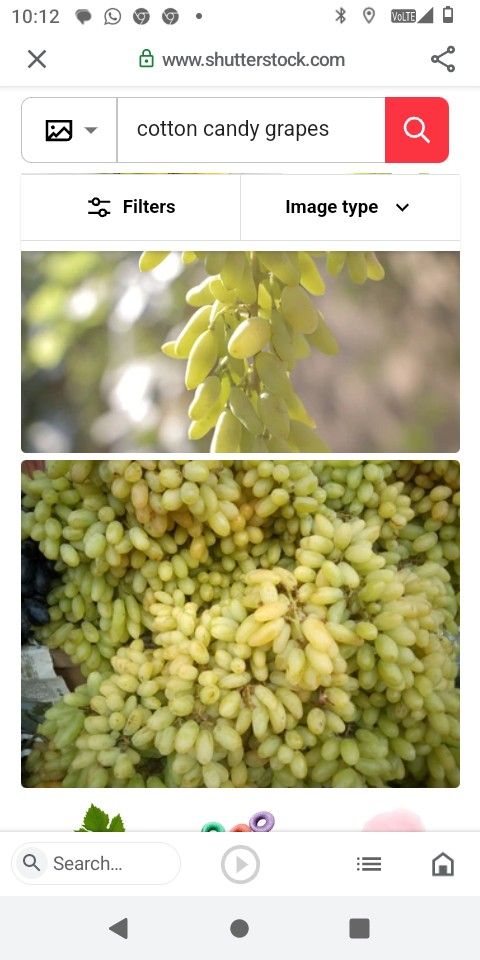Cotton Candy Grape Vines