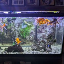 Fish Tank 