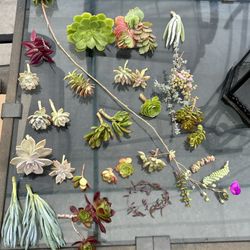 Real Succulent Cuttings 