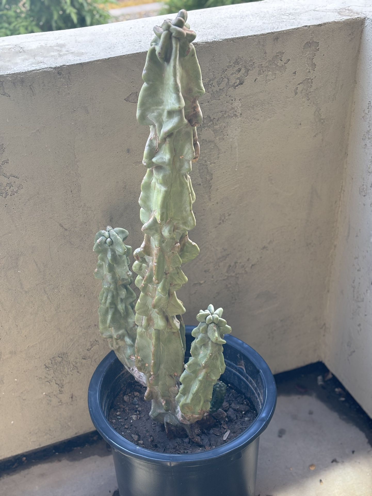 Totem Pole Cactus for Sale in Phoenix, AZ OfferUp