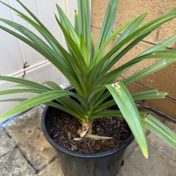 PANDAN Pandan Plants  (Lá Dứa) Edible Plants