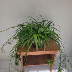 Big Spider Plant In Hanging Pot