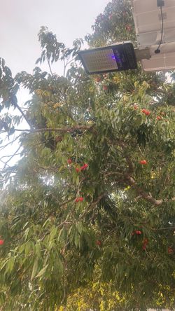 Lychees
