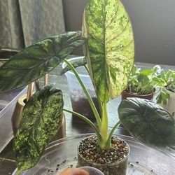 Alocasia Dragon Scale Mint Corms 