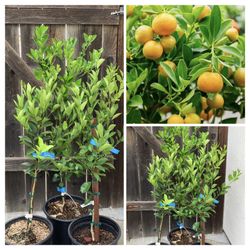 $60 to $80 Each Kalamansi Calamondin Asian Live Citrus Fruit Tree 5 Gallon Pot Live Plants