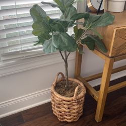 Fig Plant (Faux)