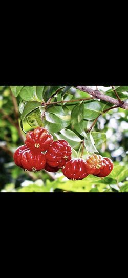 Surinam cherry $50