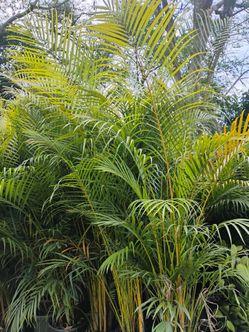 Areca Palm 15gl $45🌴