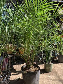 Palm tree