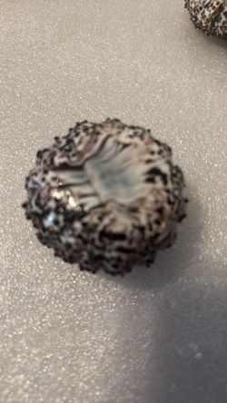 Art Glass Sea Urchin Figurine Coastal Beach Decor White Brown Speckled